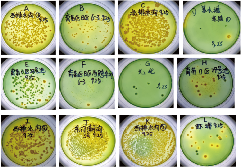 Selected Laboratory Isolates of Vibrio